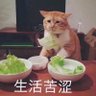 失眠多梦's profile picture