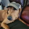 Nicholas Smith's profile picture