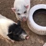 nicola_rescue_farm_spain's profile picture