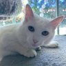 Profilbild von LilWhiteCat 🇺🇸🏴󠁧󠁢󠁳󠁣󠁴󠁿🇮🇪🇩🇪🟦