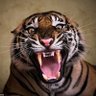 Profilbild von Royal Bengal 🇧🇩x🇮🇳