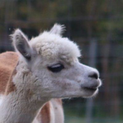 Thomas Wolff's profile picture