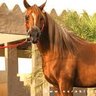 خيال profil fotoğrafı