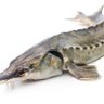 Profilbild von Le Fish