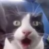 Profilbild von Yappanese master