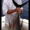 Humco's profile picture