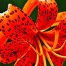 TigerLily 的头像