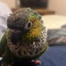 Dakota Bandit's profile picture