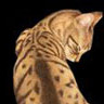 АльфиКатэ's profile picture