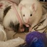 Mouse's profile picture