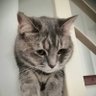 Profilbild von cat_ประชาชน