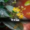 مجاهد پال ولس's profile picture