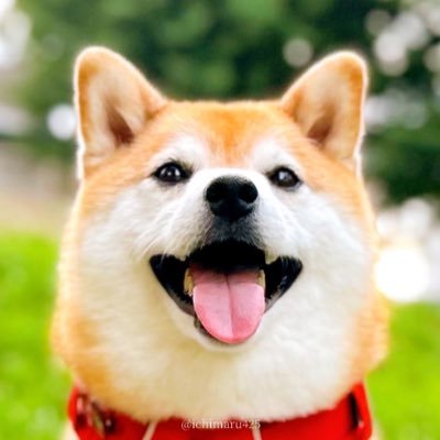 ichimaru425's profile picture