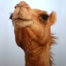 Profilbild von A gabush