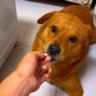 Фото профиля xiaopang isn’t a bad dog! (COLOSSAL LOSS ERA)