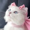 Profilbild von 大阪万博 yumeの猫