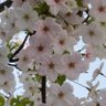 Фото профиля 桜ねこ