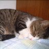 Фото профиля ねここう