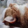 Marion Hoch 🤘🐈🤘 profil fotoğrafı