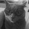 alessandra's profile picture