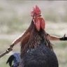 Um’ndebele wase Gwamba's profile picture