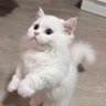 Wenn profil fotoğrafı
