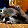 テン🐈⬛🐾🐾🐾🐉 profil fotoğrafı