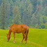 Ali Khan's profile picture