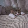 SkazZ profil fotoğrafı