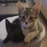 Фото профиля Yoshi and Miya Wilder