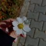 Profilbild von Alsenidi