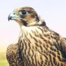 Profilbild von الظفيري اللامي الطائي