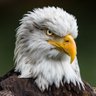 Nick Thomas's profile picture