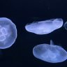 Фото профиля まじゅ