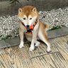 Profilbild von 風呂上がりのカエル