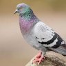Profilbild von 鳩