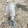 海なし県のヤエン好き🦑's profile picture