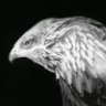 calinette jim profil fotoğrafı