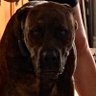 Profilbild von Horror Hound