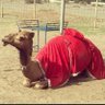 سالم profil fotoğrafı