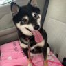 chikako☁️ profil fotoğrafı