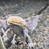 ホンソメワケベラ 的头像
