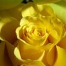 Фото профиля أنامل بارده
