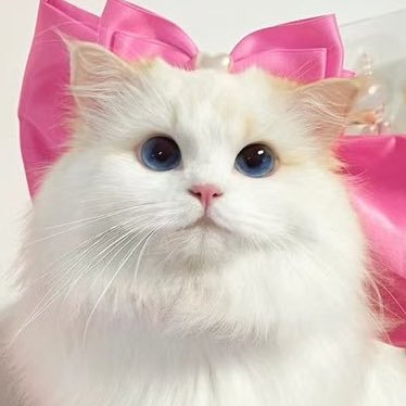 ✧ ̫ ✧'s profile picture