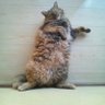 プリンさん's profile picture