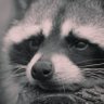 Profilbild von Raccoon