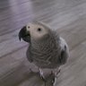 CaptCanetoo profil fotoğrafı