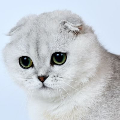 kitty51240's profile picture