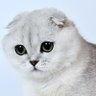 🐈 猫好き (neko zuki) profil fotoğrafı