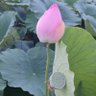 Фото профиля 陌上花开(互fo互赞)